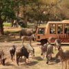 Bali Safari Park Ticket