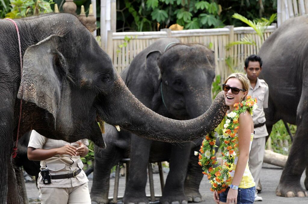Bali Safari Park Ticket