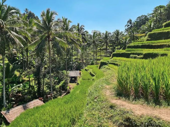 Ubud Private Tour