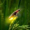 Bali firefly tour