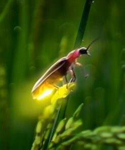 Bali firefly tour