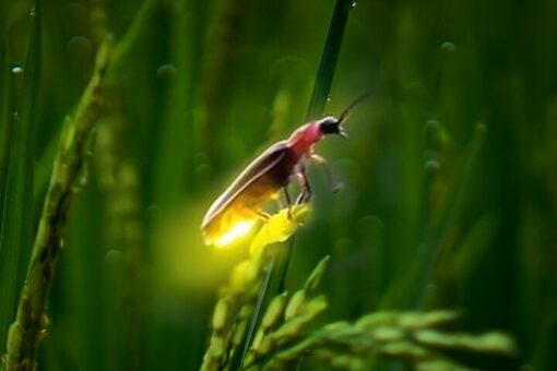 Bali firefly tour